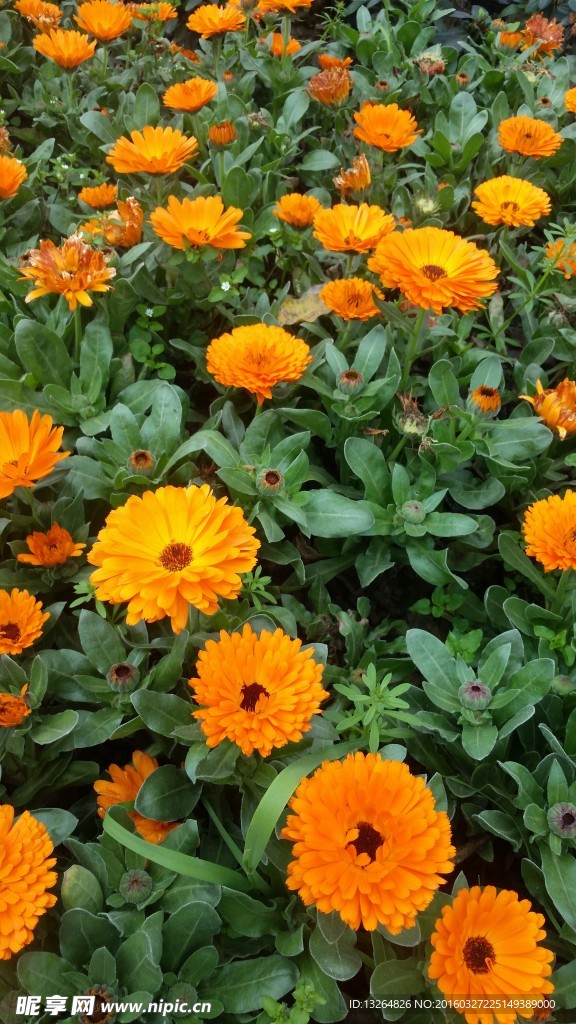 黄花