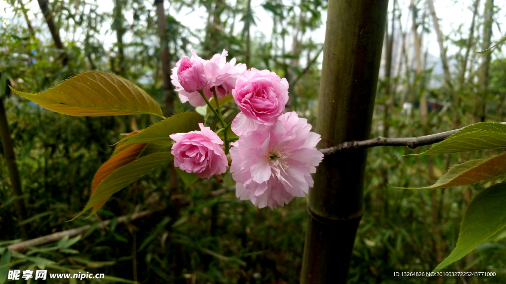 樱花