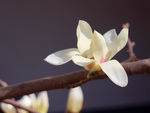 玉兰花