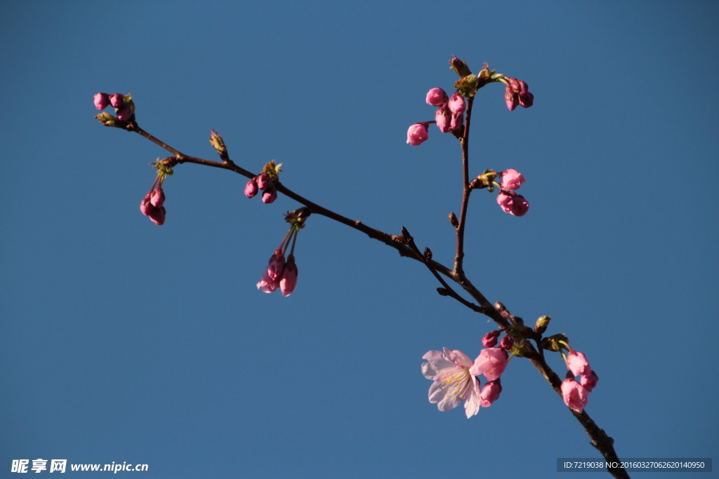 樱花
