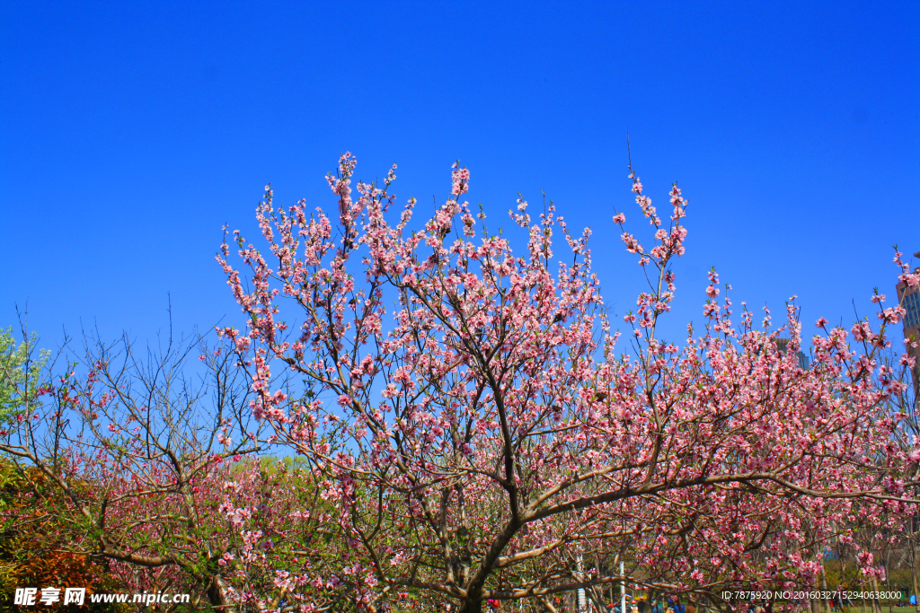 春暖花开 树木开花