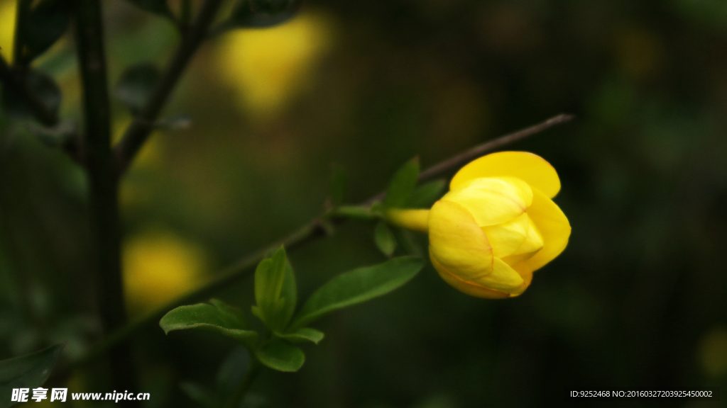 迎春花