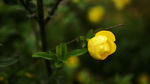 迎春花