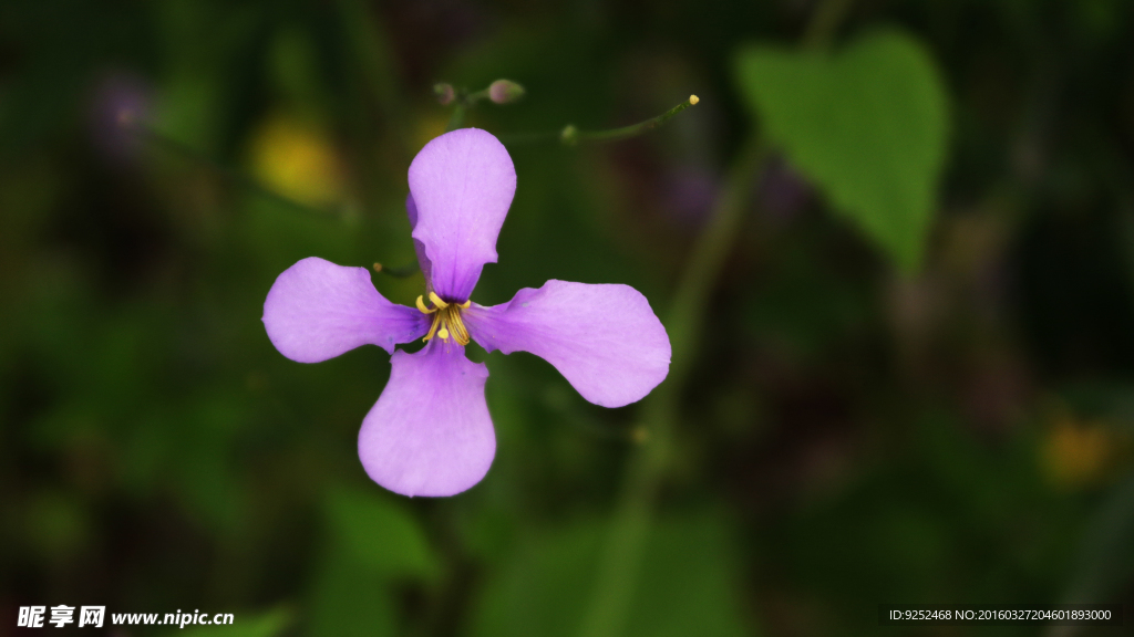 四瓣花