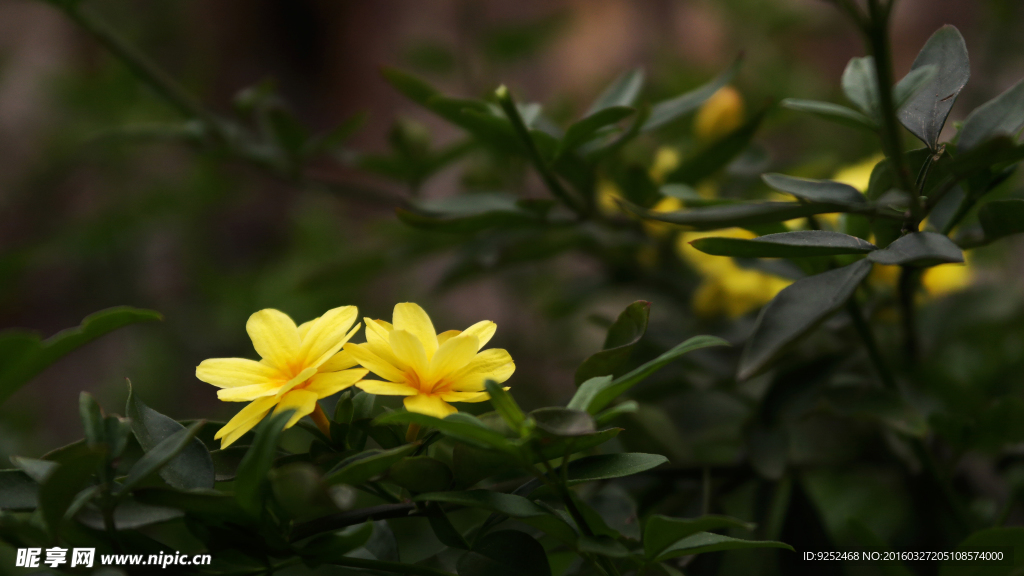 两朵花