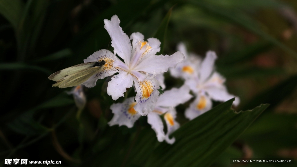小花