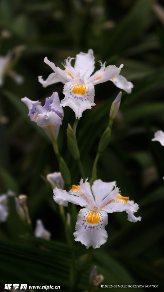 花儿