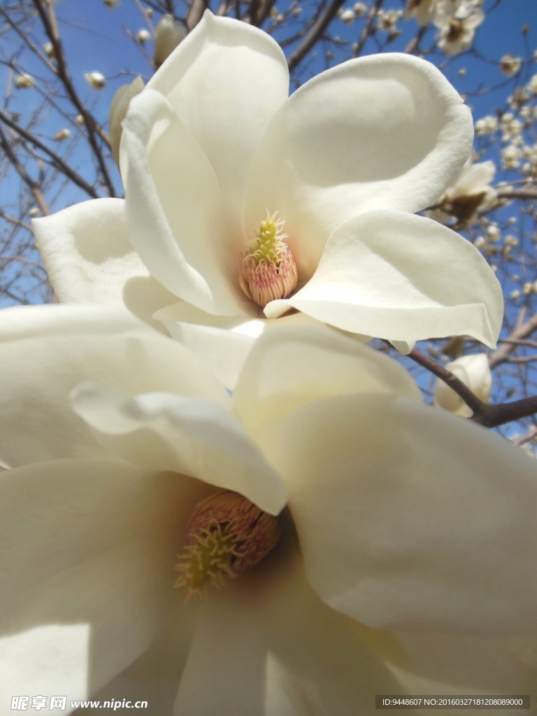 玉兰花