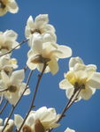 玉兰花