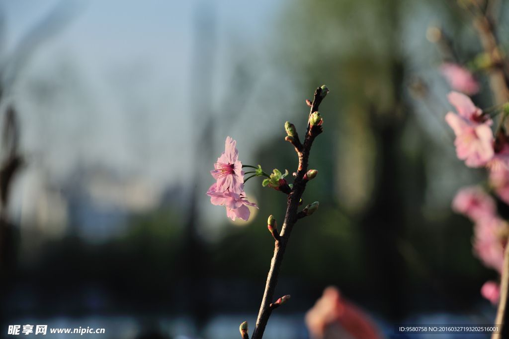 樱花