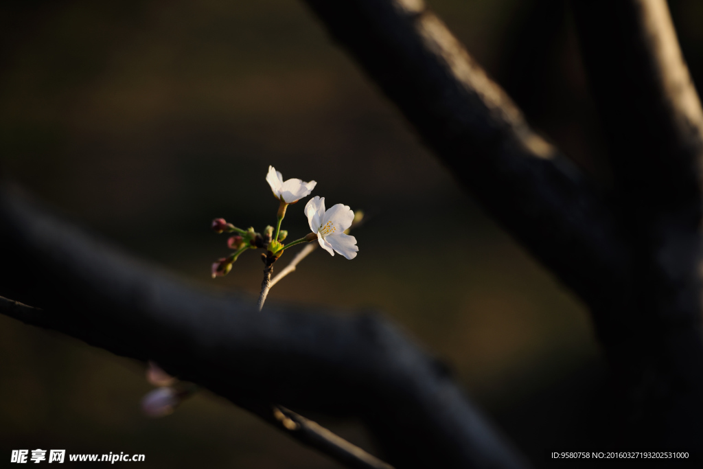 樱花