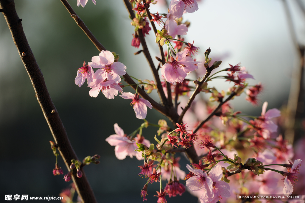 樱花