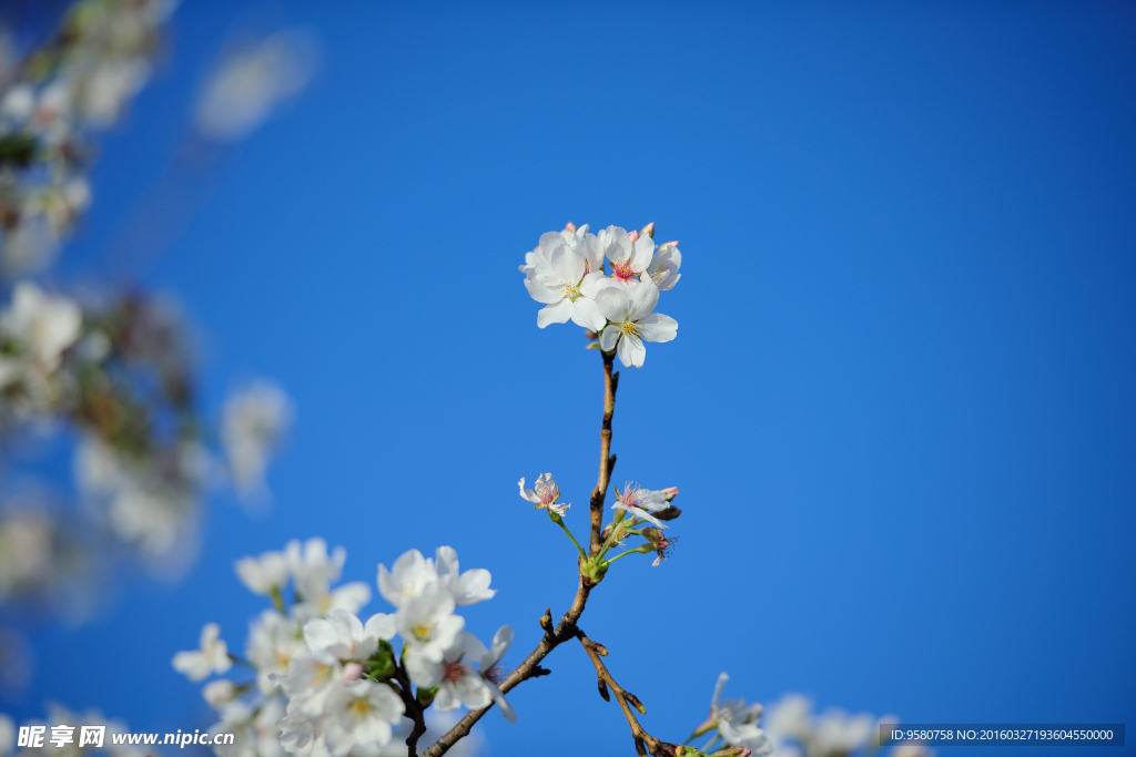 樱花