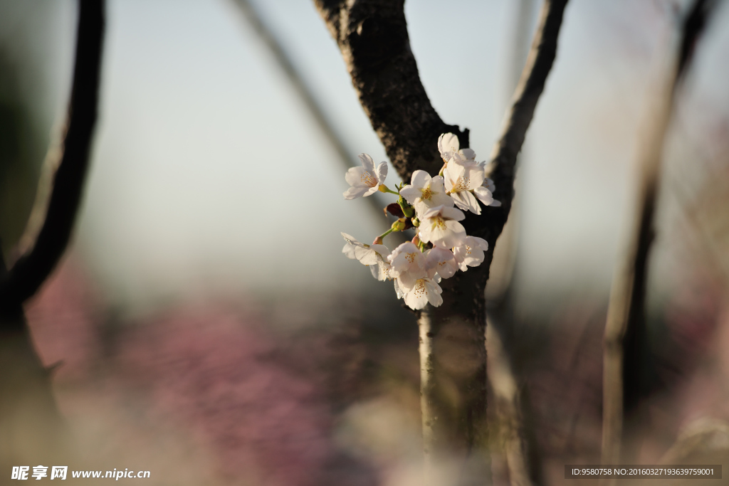 樱花