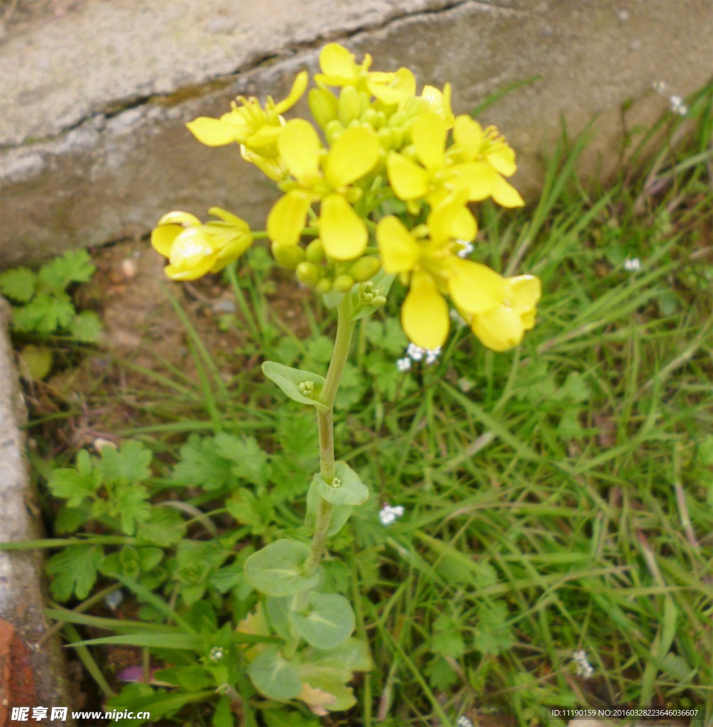 一株油菜花