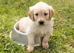 金毛幼犬