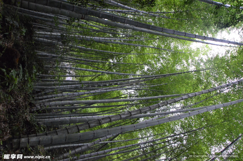 竹林