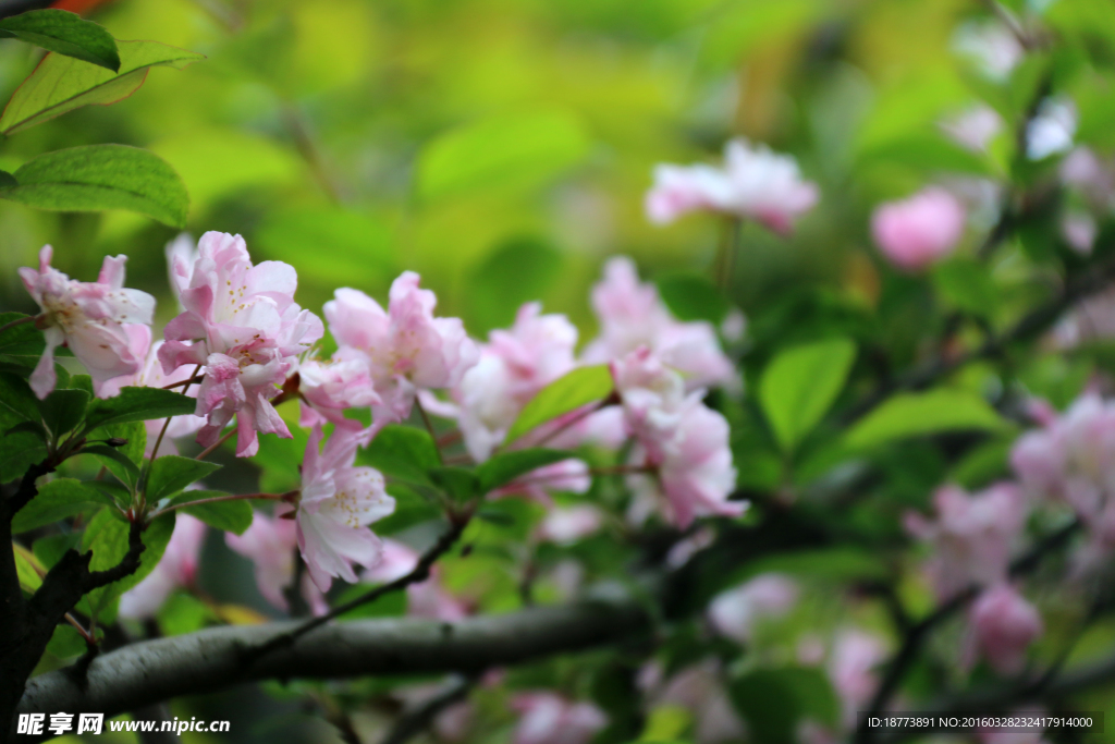 花蕊