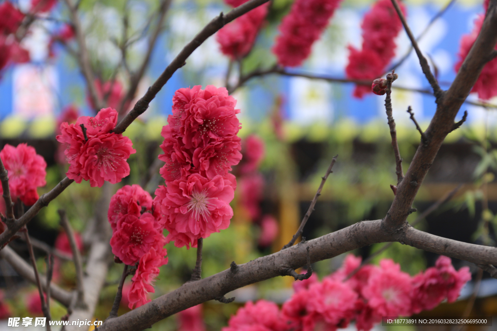 正宗桃花