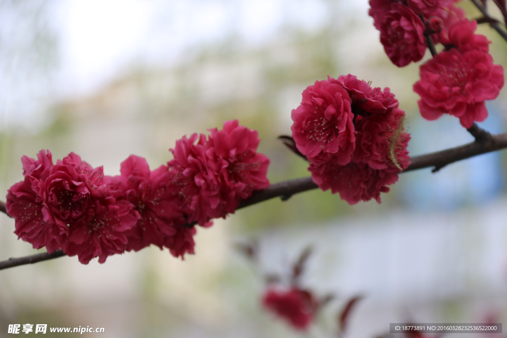 一枝红桃花