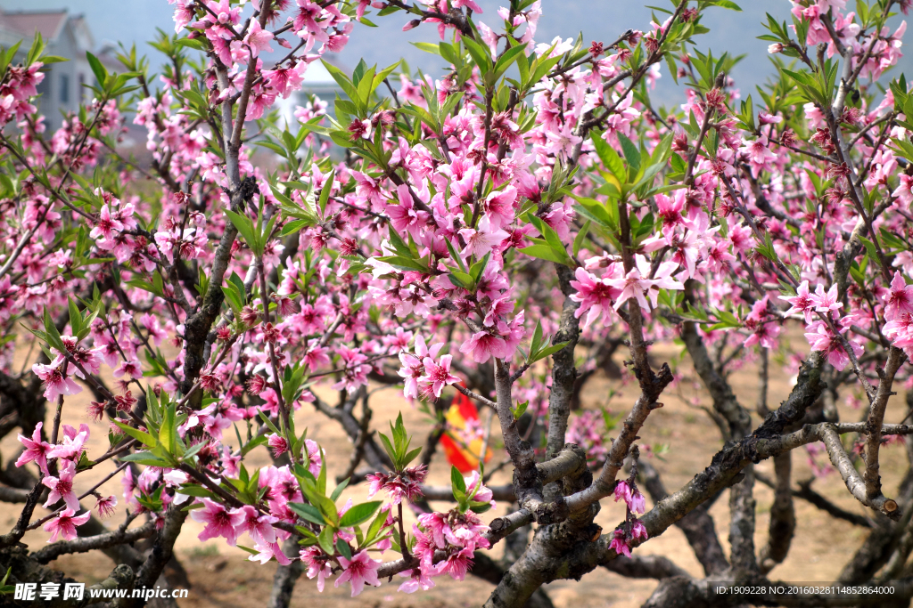 桃花