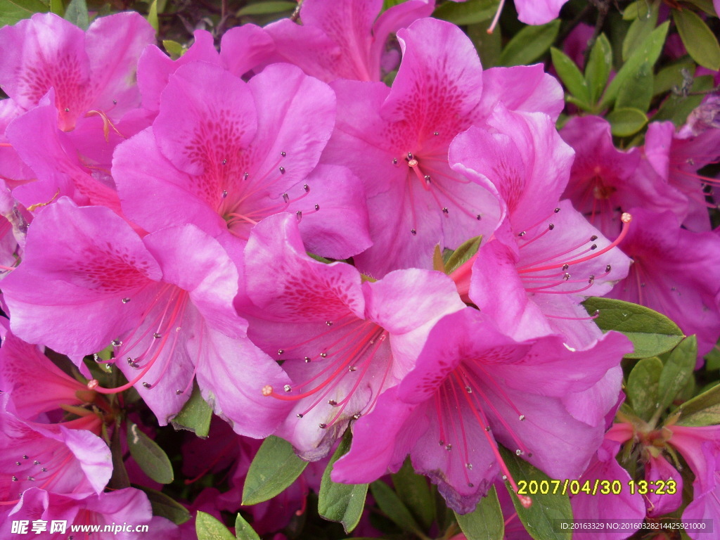 早春花