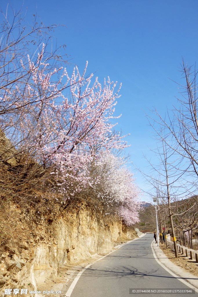 桃花廊下