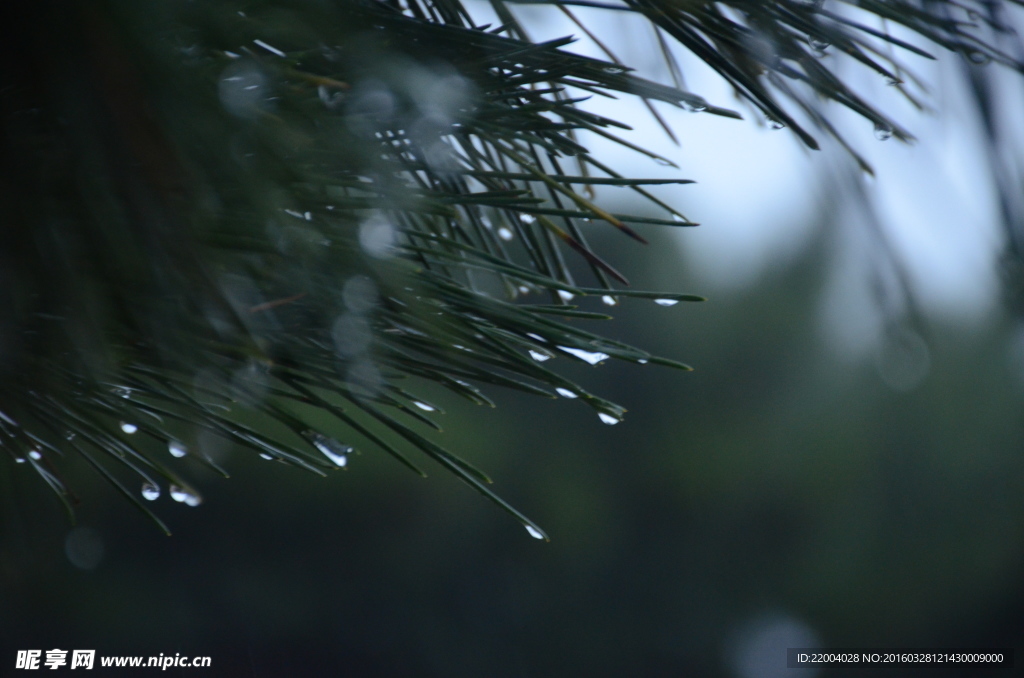 雨中松