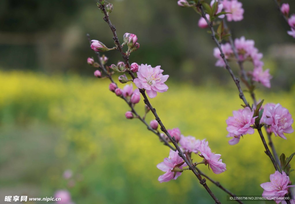 桃花和油菜花