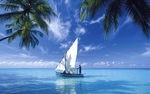 海边椰子帆船