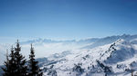 雪山树林