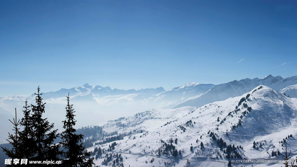 雪山树林