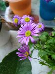 紫色姬小菊