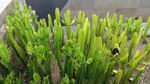 绿色植物