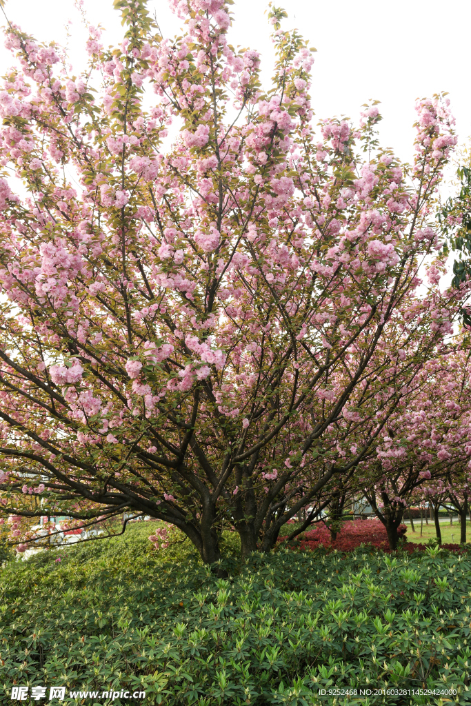 樱花树