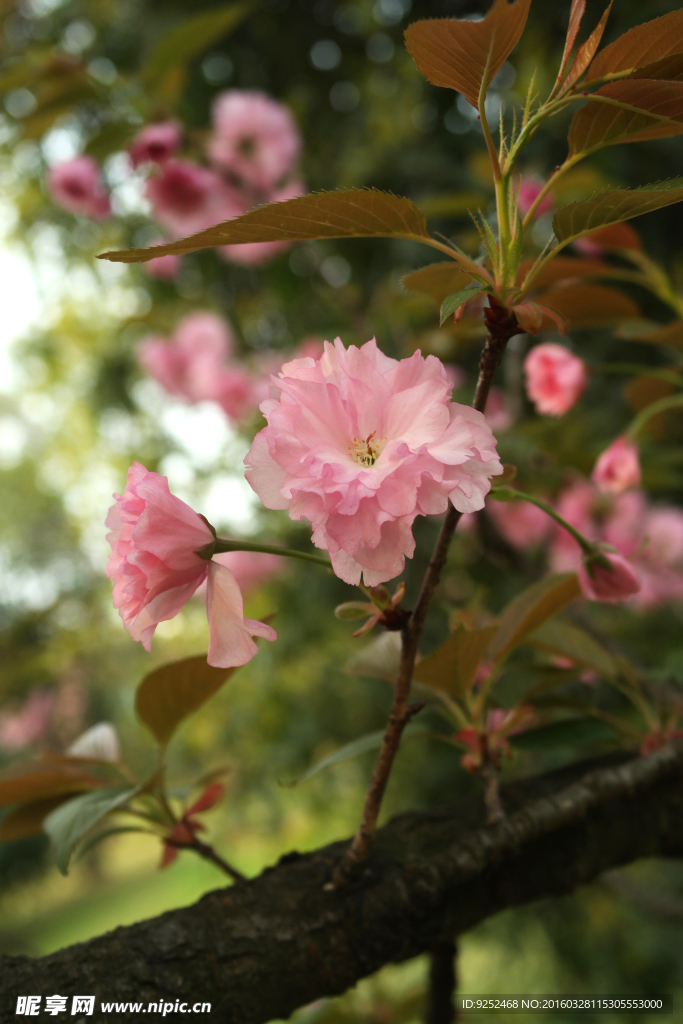 樱花