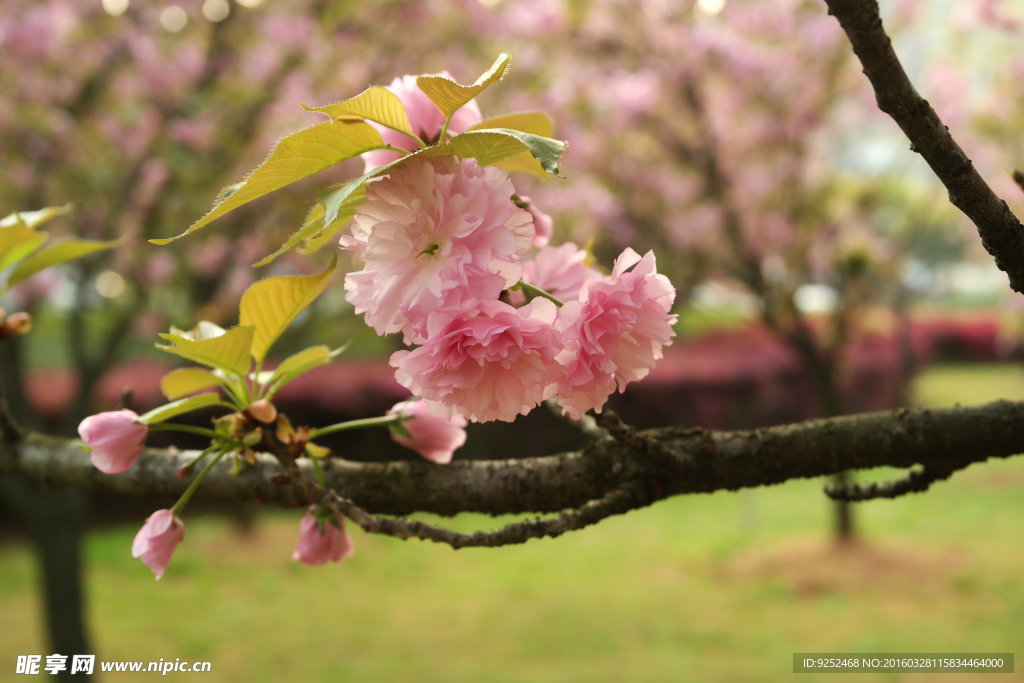 樱花枝