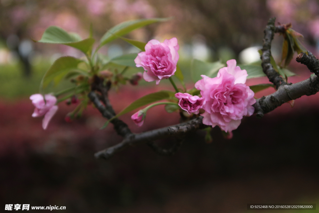 樱花枝