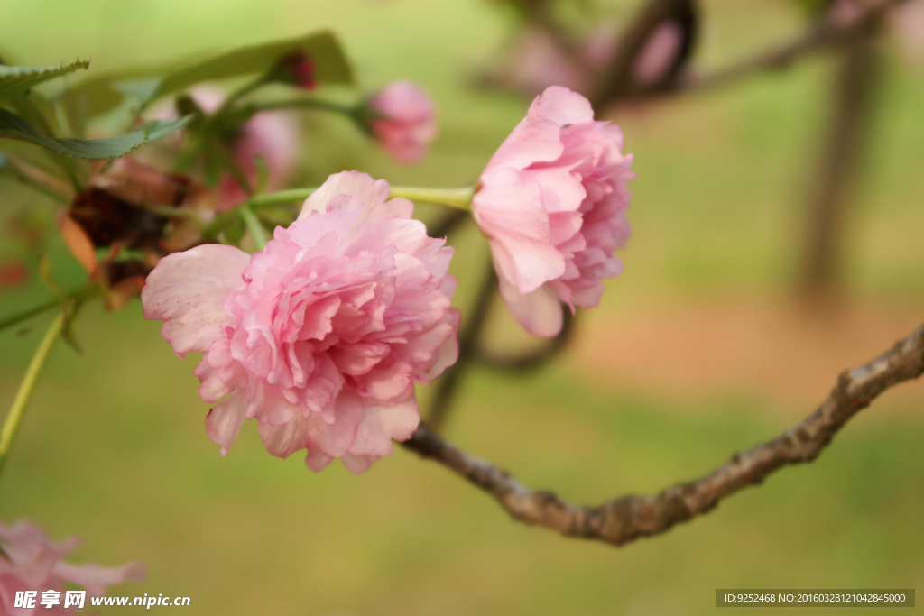 粉樱花