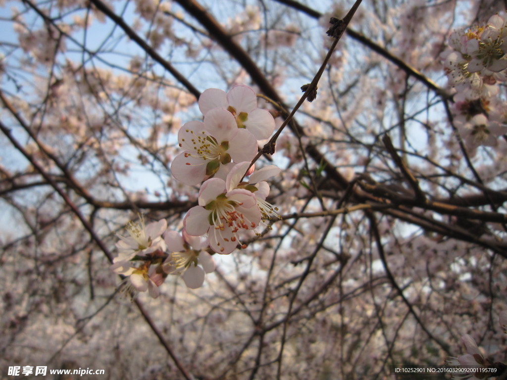 桃花