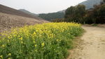 油菜花