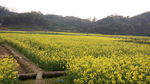 油菜花