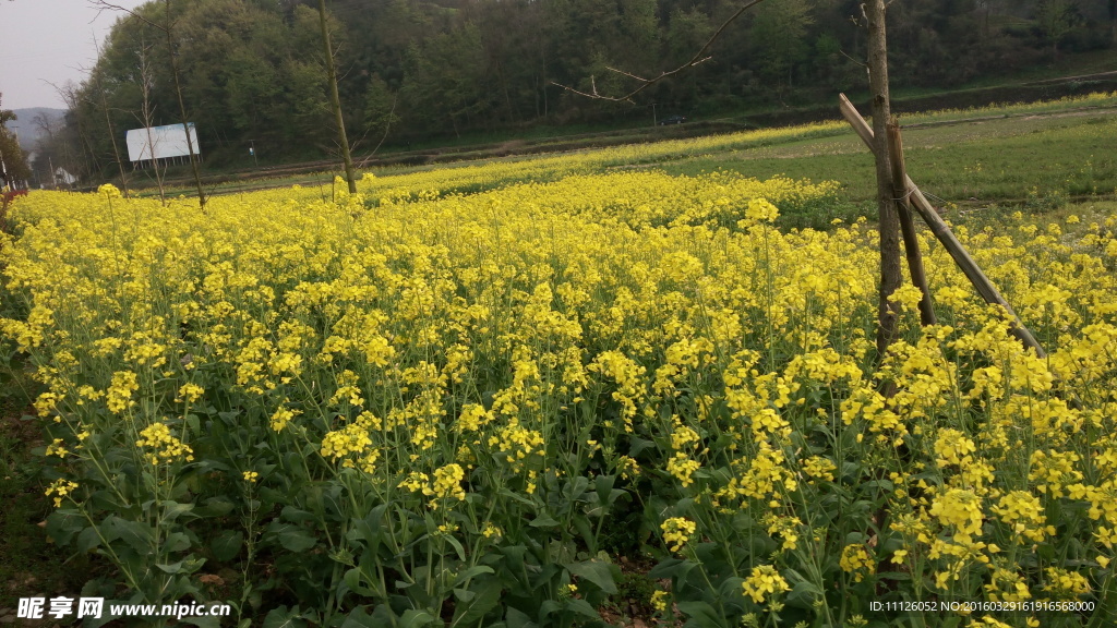 油菜花