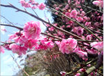 桃花 粉色花