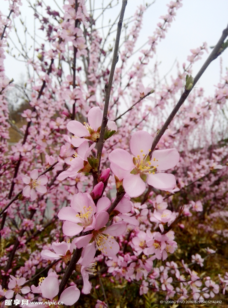 桃花