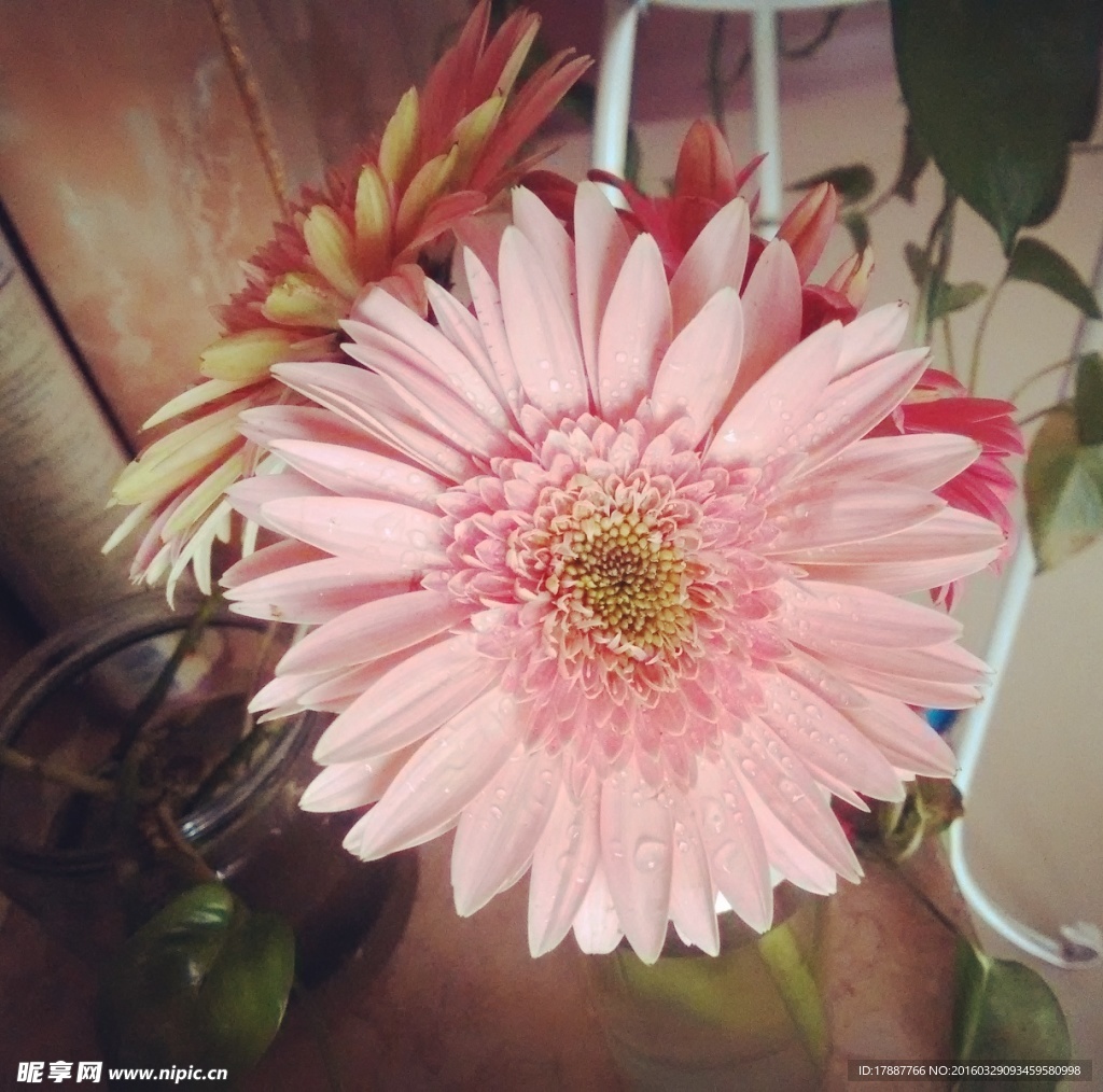 雏菊