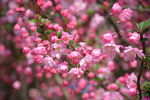 满树桃花