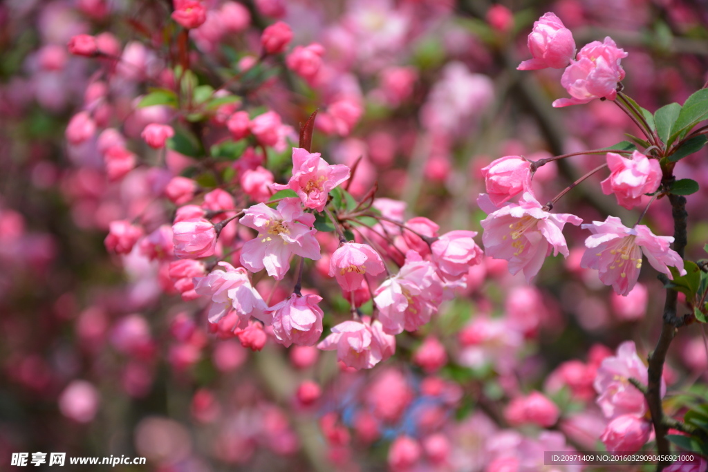 满树桃花