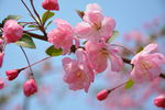 粉色桃花