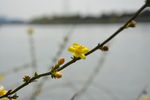 迎春花